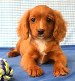 De magnifiques chiots Cavapoo !, Animaux & Accessoires, 15 semaines à 1 an, Étranger, Chien (mâle), Hépatite contagieuse (maladie de Rubarth)