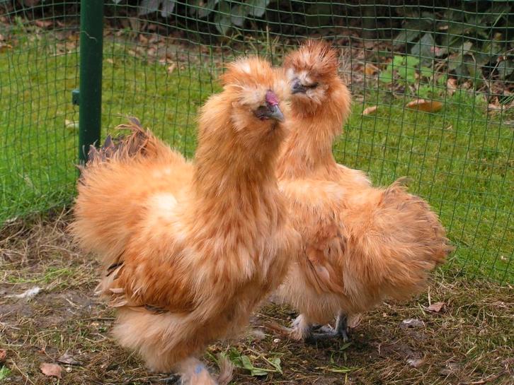 Broedeieren buff zijdehoenders, Dieren en Toebehoren, Pluimvee, Kip, Geslacht onbekend