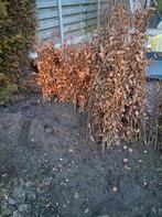 haag planten, Tuin en Terras, Planten | Struiken en Hagen, Ophalen, Beukenhaag, Haag, Minder dan 100 cm