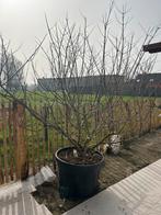 Monnikspeper / Vitex Agnus Castus, Jardin & Terrasse, Plantes | Arbres, Enlèvement, Autres espèces, 100 à 250 cm