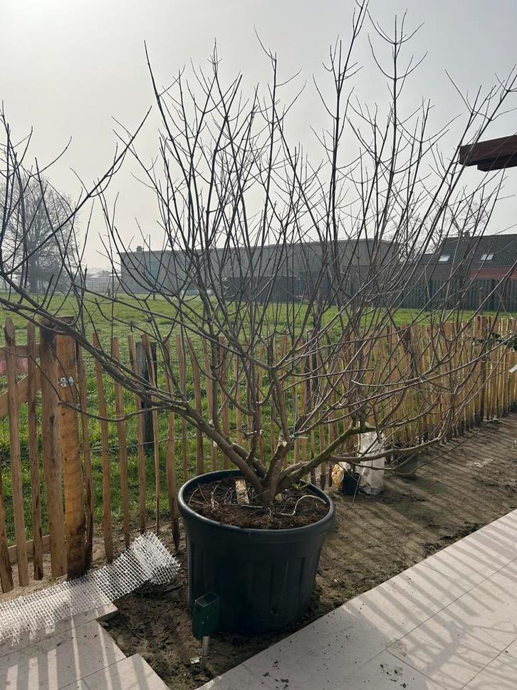 Monnikspeper / Vitex Agnus Castus, Jardin & Terrasse, Plantes | Arbres, Autres espèces, 100 à 250 cm, Enlèvement