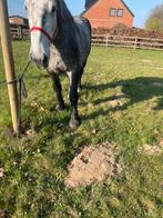 Trekpaard percheron, Merrie, 3 tot 6 jaar