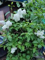 Jonge witte seringenbomen.Lilas, Ophalen