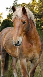 Vriendelijke haflinger x ruin, Vermifugé, Hongre, Débourré, Moins de 160 cm