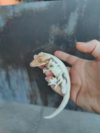 Wimpergekko sable lw man, Dieren en Toebehoren