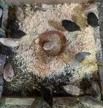 Broedeieren kwartels