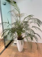Areca palm, Huis en Inrichting, Kamerplanten, Ophalen, Palm