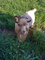 Palomino Dwerggeit Bokje, Dieren en Toebehoren