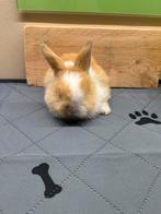 Tam minilops voedstertje, Dieren en Toebehoren, Vrouwelijk, Middelgroot, Hangoor, 0 tot 2 jaar