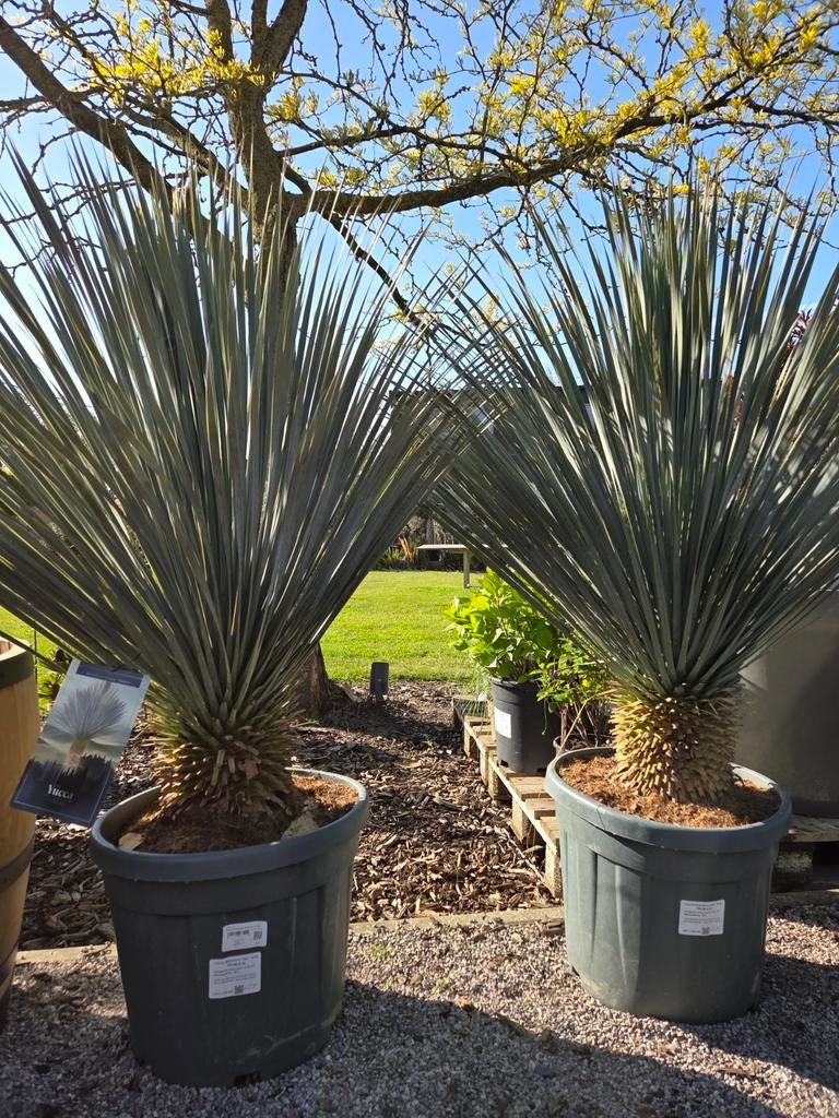 Yucca Rostrata - Palmlelie, Tuin en Terras, Planten | Bomen, Ophalen