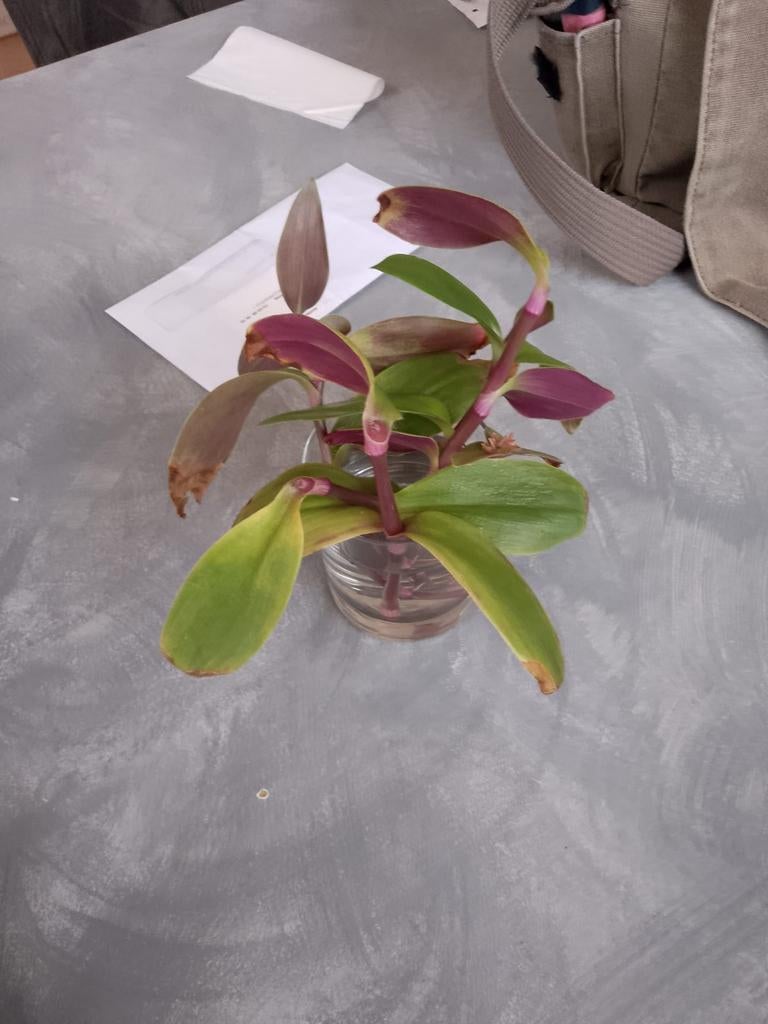 Découpes Tradescantia, Maison & Meubles, Plantes d'intérieur, Plante verte, Enlèvement ou Envoi, Ombre partielle, Moins de 100 cm