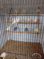 Mooien groote gezonde vogels kanaries mooien groote, Dieren en Toebehoren