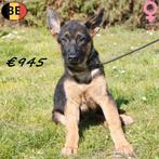 Berger Allemand à poil court - chiots belges à vendre, Commerçant, 8 à 15 semaines, Plusieurs, Hépatite contagieuse (maladie de Rubarth)