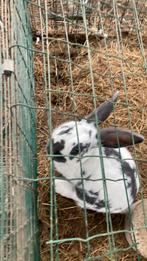Vlaamse reus, Dieren en Toebehoren, Konijnen