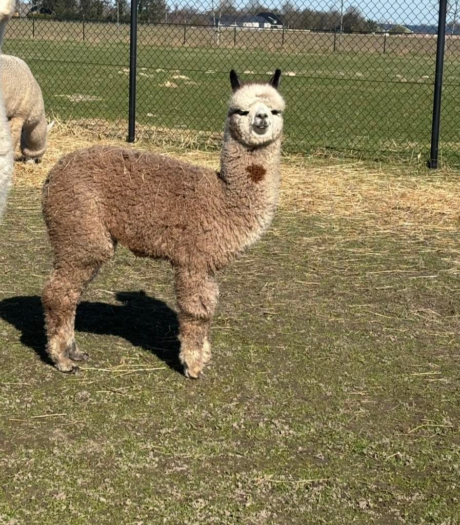 3 alpaca hengstjes te koop, Dieren en Toebehoren, Juni, Meerdere dieren