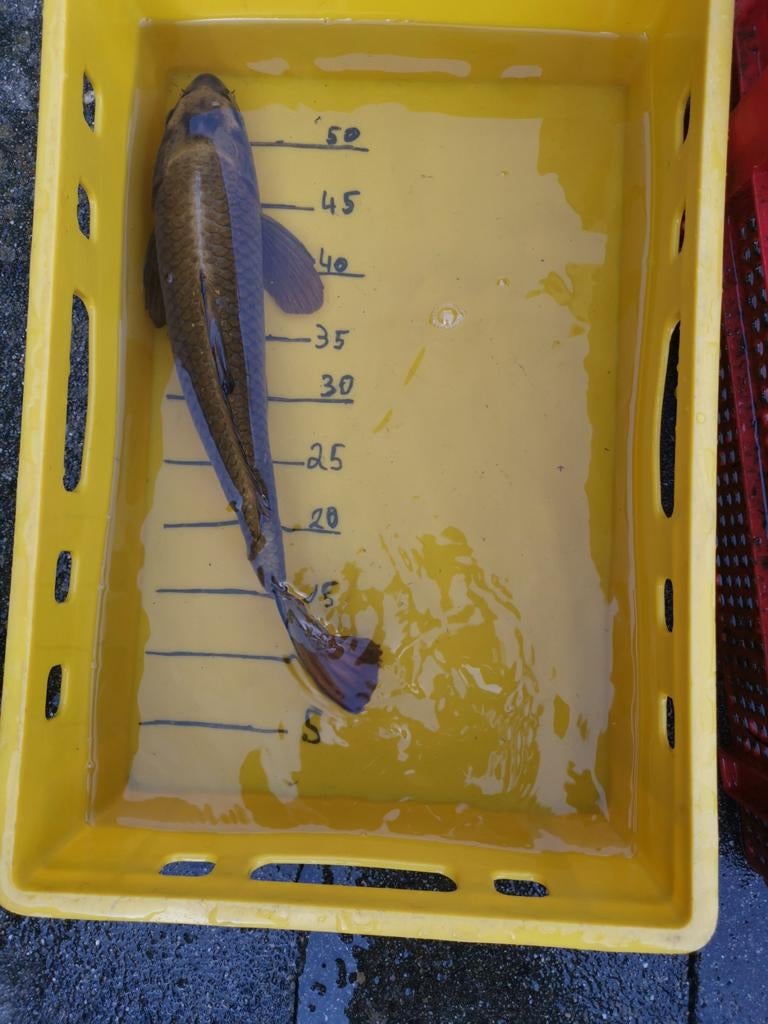 Koï à vendre, Animaux & Accessoires, Poissons | Poissons d'étang