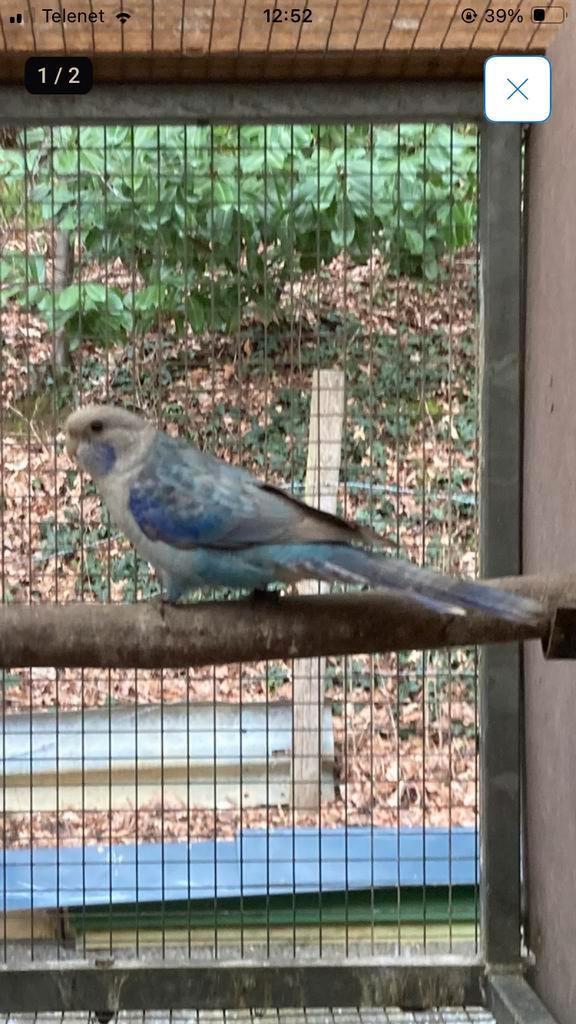 Blauw pastel split zwart en opaline man van 2025, Mâle, Perruche, Bagué