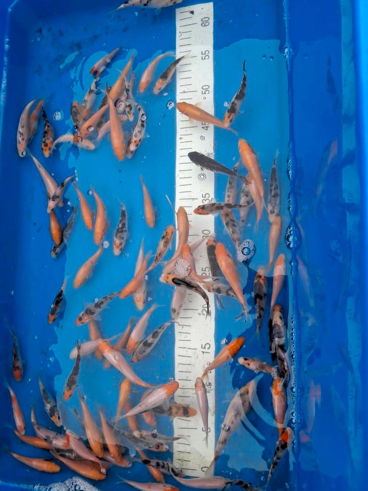 Japanse nakweek tosai 8/12 cm, Dieren en Toebehoren, Vissen | Vijvervissen