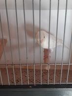 Witte kanarieman van 2025, Dieren en Toebehoren, Vogels | Kanaries, Mannelijk, Kleurkanarie