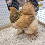 Brahma Buff Zwartcolumbia 10 manden, Dieren en Toebehoren, Pluimvee