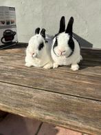 konijnen, Plusieurs animaux, Taille moyenne, Oreilles tombantes, 3 à 5 ans