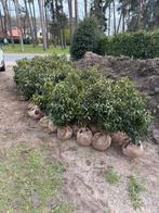 100x Prunus Lusitanica Ang / Portugese laurier 60/80cm, Tuin en Terras, Ophalen, Laurier, Struik, Minder dan 100 cm