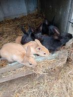Mooie nest konijnen te koop, Animaux & Accessoires, Lapins