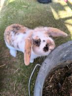 Minilopjes, Nederlandse dwerghangoor konijntje meisjes, Animaux & Accessoires, Lapins