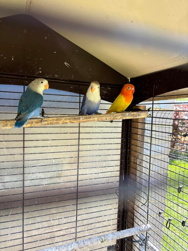 Fischerie, Dieren en Toebehoren