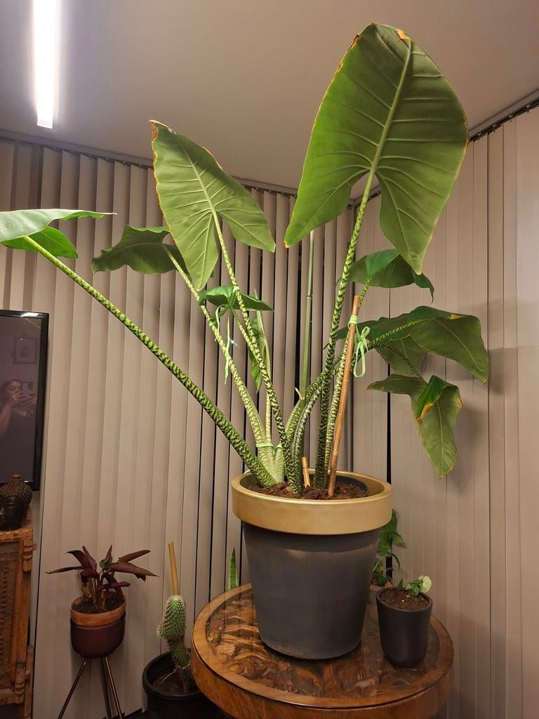 Alocasia zebrina, Enlèvement