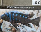 Cynothylapia ndonga, cichlidés profonds du Malawi, Poisson, Poisson d'eau douce