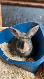 Rammelaar duitse reus x franse langoor