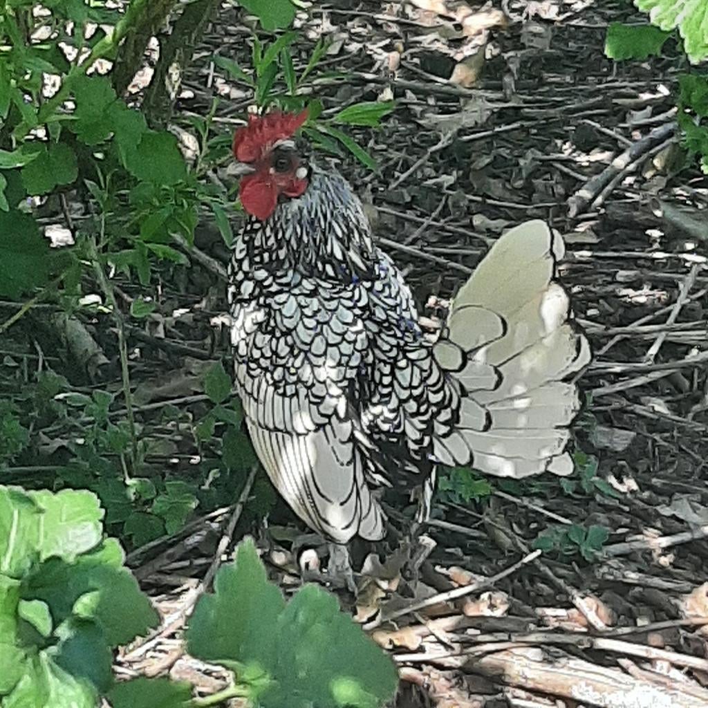 Sebright haantjes 2025, Animaux & Accessoires, Volatiles