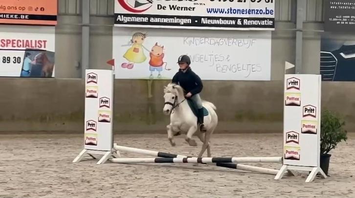 8 jarige stoere (familie) b pony merrie, Dieren en Toebehoren, Pony's, Merrie, B, B pony (1.17m tot 1.27m), Recreatiepony, 7 tot 10 jaar