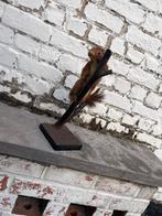 Écureuil, Enlèvement, Comme neuf