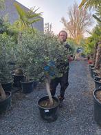 Stamolijf, Ophalen of Verzenden