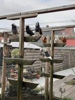 Oudhollandse kapucijn sierduiven, Geslacht onbekend, Overige soorten