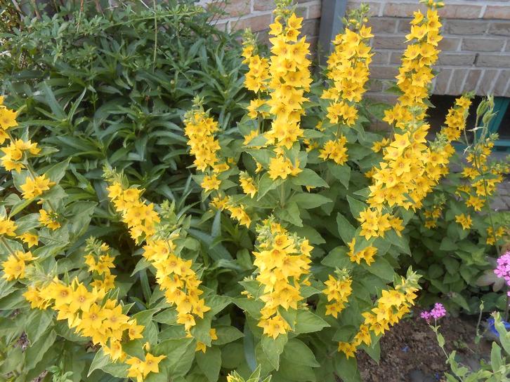 réciproque, Jardin & Terrasse, Plantes | Jardin, Plante fixe, Autres espèces, Enlèvement