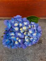 hortensia's te koop aan 1,50 euro in soorten, Tuin en Terras, Ophalen, Hortensia, Struik, Minder dan 100 cm
