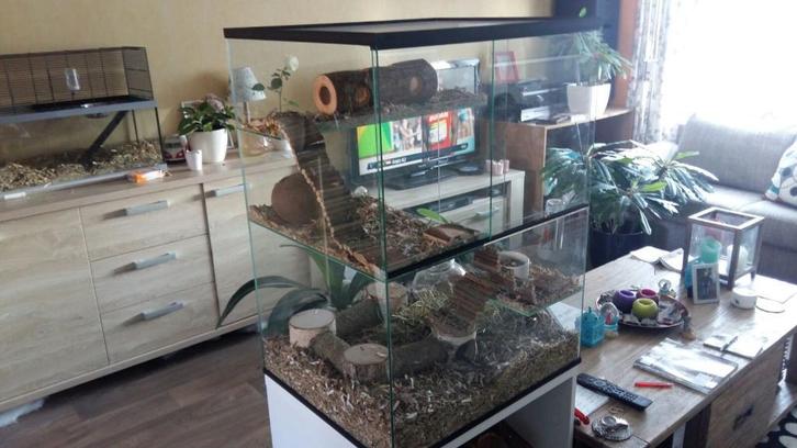 Knaagdier terrarium voor degoes, gerbils en ratten, Dieren en Toebehoren, Knaagdieren en Konijnen | Hokken en Kooien, Nieuw, Hok
