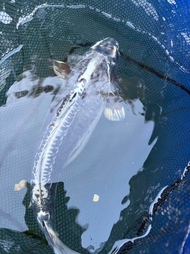 Carpe Koï Kumonryu d’environ 35 cm, Animaux & Accessoires