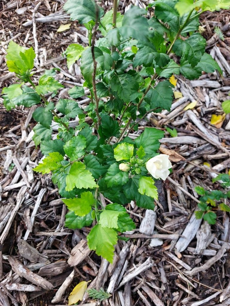 Kleine hibiscusplantjes met witte bloemen, Tuin en Terras, Planten | Tuinplanten, Ophalen