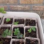 aardbeiplanten, Ophalen, Vaste plant, Fruitplanten, Volle zon