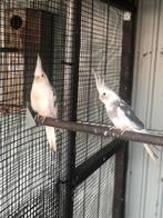 WITKOP VALKPARKIETEN 2025, Geringd