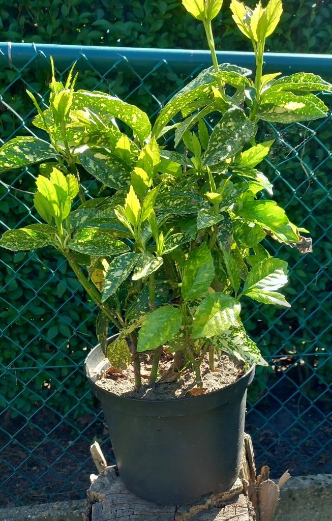 Japanse Broodboom of Aucuba Japonica, Tuin en Terras, Ophalen, Vaste plant, Overige soorten, Halfschaduw