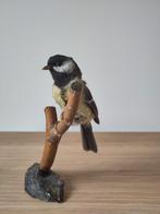 Opgezette koolmees - taxidermie - vintage, Collections, Collections Animaux, Enlèvement, Comme neuf, Oiseaux, Animal empaillé