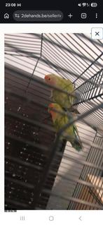 Couple de tourtereaux en grande cage à vendre, Plusieurs animaux, Perroquet nain ou Inséparable, Domestique