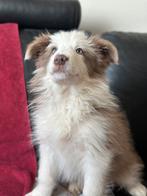 Super mooie pupjes, Parvo, België, Fokker | Hobbymatig, Reu