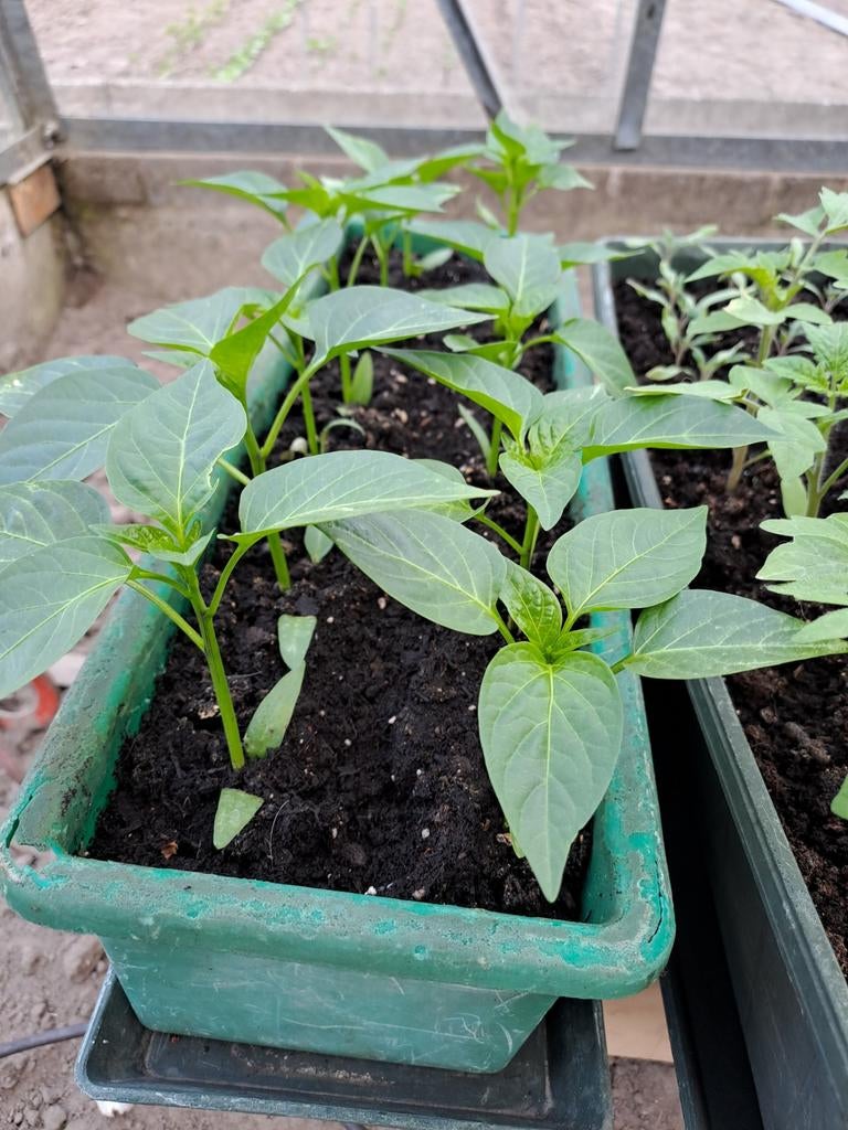 Paprika planten, Ophalen