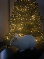 Mannelijk dwergkonijn, Dieren en Toebehoren, Mannelijk, Dwerg, 0 tot 2 jaar